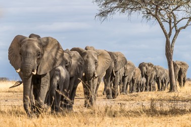 Curiozități despre elefant