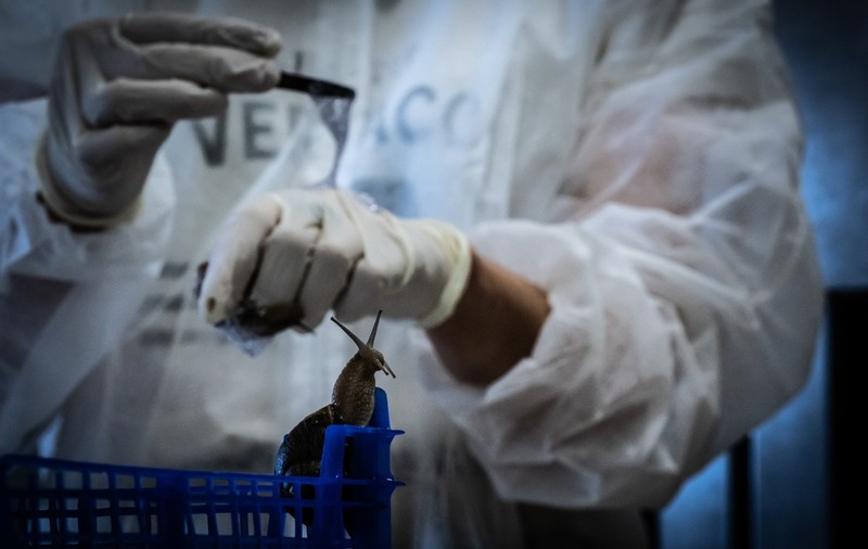 Oamenii de știință din China au conceput un hidrogel pe bază de mucus de melc pentru vindecarea rănilor