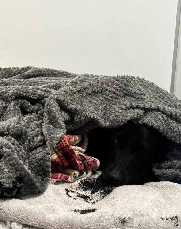 Tokyo, un labrador de 25 de kilograme, coborât „drogat” pe targă de pe cel mai înalt munte din Marea Britanie