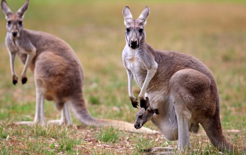 Australienii sunt îndemnați să consume mai multă carne de cangur. Care este motivul
