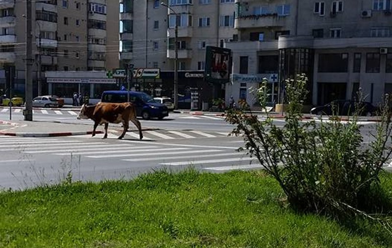 Se întâmplă în România! O văcuță traversează strada în oraș, pe la trecerea de pietoni