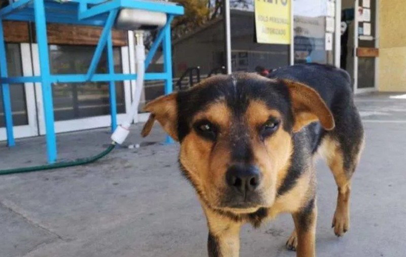 Un câine și-a așteptat o lună stăpânul mort de COVID-19, în fața unui spital