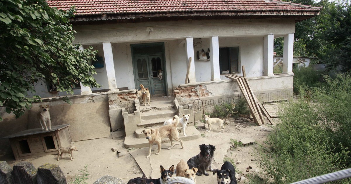Două femei din județul Buzău cresc peste 400 de câini și 200 de pisici
