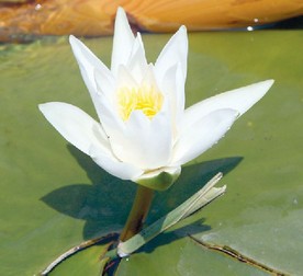 Arhiva foto