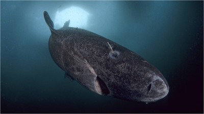 rechin-de-groenlanda