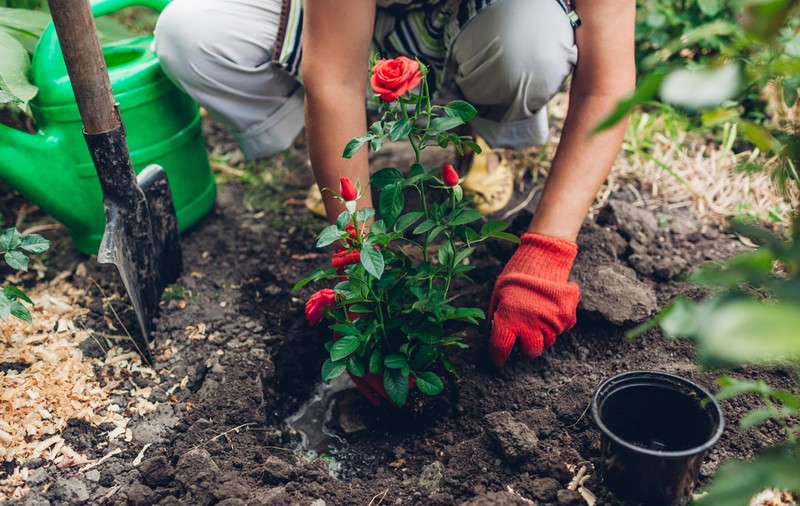 Trandafirii - sfaturi pentru plantare, îngrijire și înmulțire