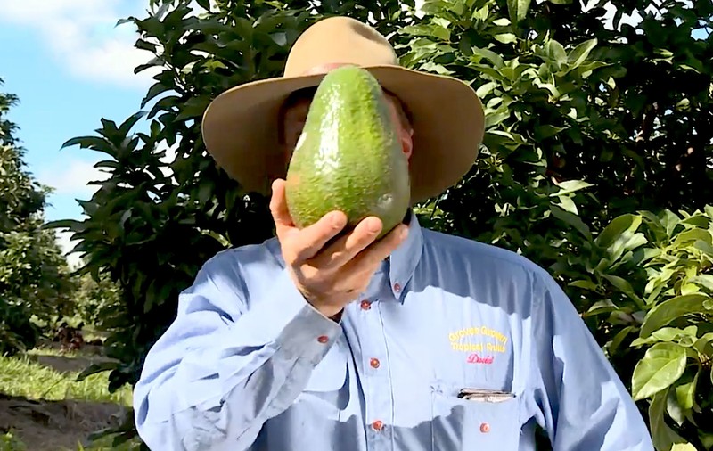 Războaiele avocado-ului. Cât sânge curge în Mexic pentru un mic dejun sănătos în Europa