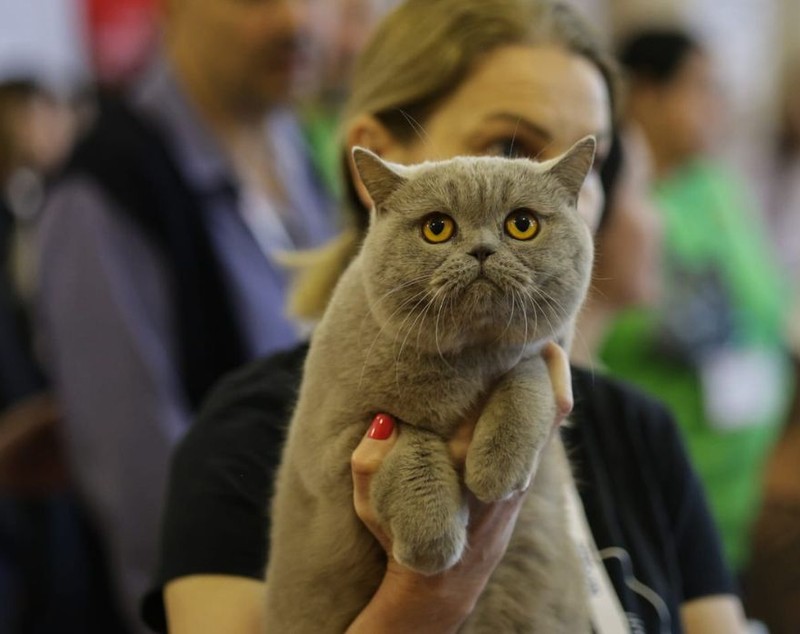 Expoziție de pisici la București: O nouă rasă de pisici va fi prezentată, în premieră, în România la evenimentul dedicat felinelor