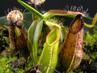 FOTO: cascadecarnivores.com