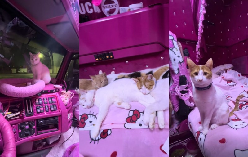 O șoferiță româncă de TIR și-a vopsit camionul roz și pleacă în fiecare cursă însoțită de cinci pisici în cabină: „Nici în filme nu am văzut așa ceva”  
