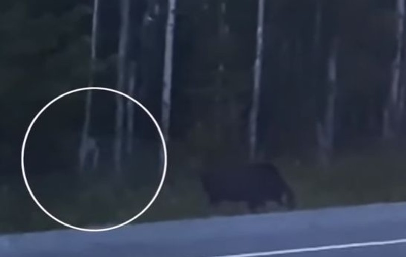 VIDEO | O creatură misterioasă a fost filmată la marginea unei păduri