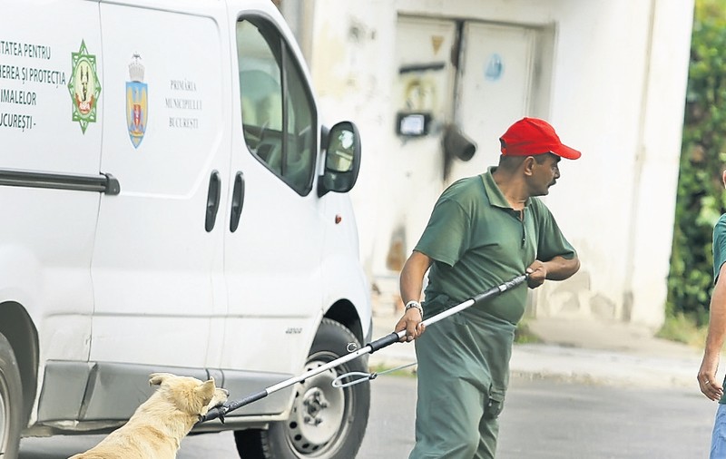 Hingherii, bătuţi noaptea ca să elibereze câinii