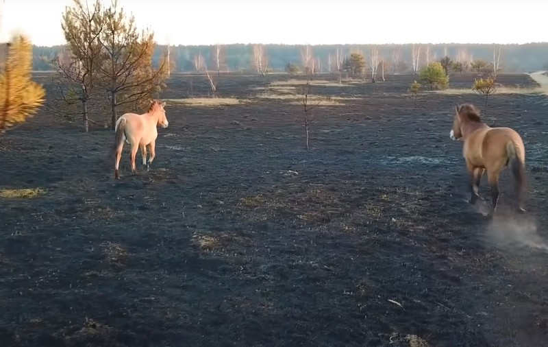 VIDEO | Imagini unice de la Cernobîl: caii sălbatici fugiți de incendiu caută hrană și adăpost