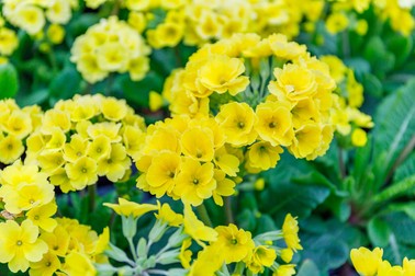 Denumirea populara a primula este ciubotica cucului