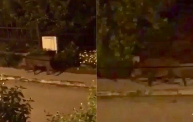 VIDEO | Mai mulți porci mistreți au fost filmați plimbându-se pe străzile orașului Râmnicu Vâlcea