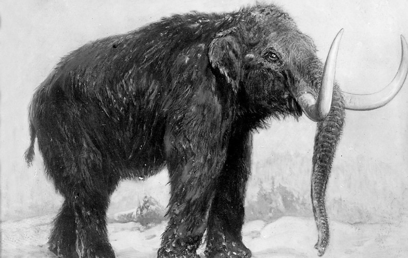 Minunea secolului, pe cale să se întâmple? Un animal, dispărut acum mii de ani, ar putea fi readus la viaţă
