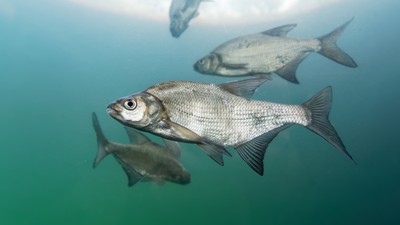 Platica  - cum se gateste acest peste. Retete cu platica