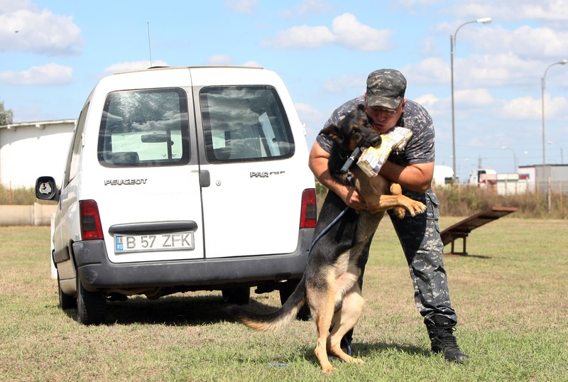 Între inspectorul vamal Doru Gârlea și ciobănescu german max s-a legat o puternică prietenie. Fiecare reușită a patrupedului este răsplătită cu o îmbrățișare