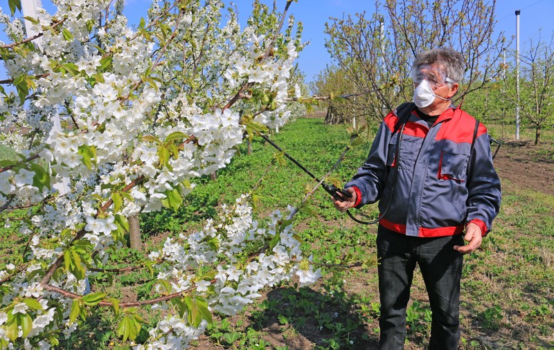 Cum pregătești pomii fructiferi primăvara pentru a fi roditori