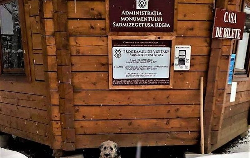 Cățelușa de la Sarmizegetusa Regia, salvată de la moarte de angajații sitului. Au înfruntat frigul și nămeții uriași ca să-i ducă mâncare / FOTO
