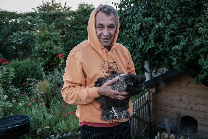 Dorel duce în coteț găinile din rasa silkehøns în curtea casei lor din Frederikshavn, Danemarca