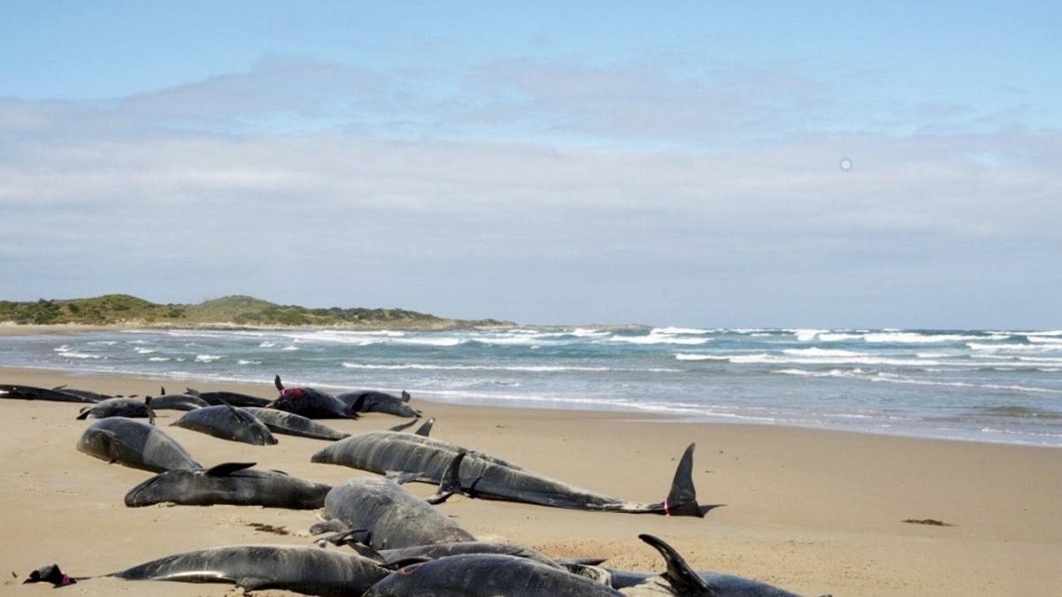 Peste 150 de balene ucigașe false au fost eutanasiate după o eșuare în masă pe o plajă izolată din Tasmania, Australia, februarie 2025