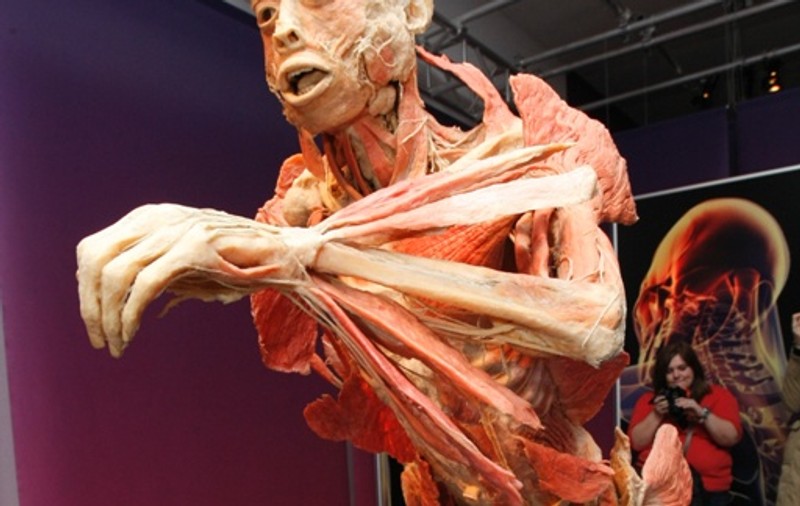 Ultimul weekend în care mai puteţi vizita expoziţia "THE HUMAN BODY"