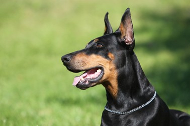 Cum se dresează un animal de companie