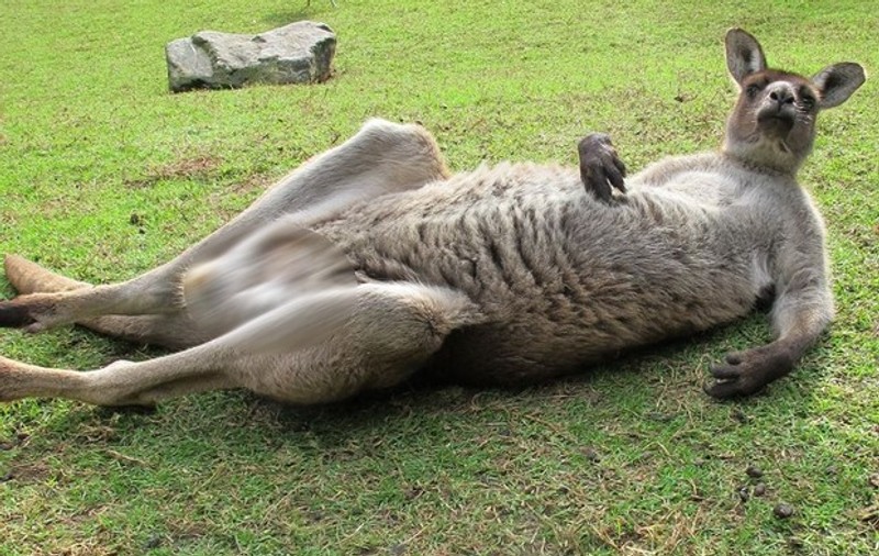 CANGURUL "NESIMŢIT" care a isterizat INTERNETUL! VEZI de ce S-A SCANDALIZAT LUMEA când ANIMALUL s-a CRĂCĂNAT!