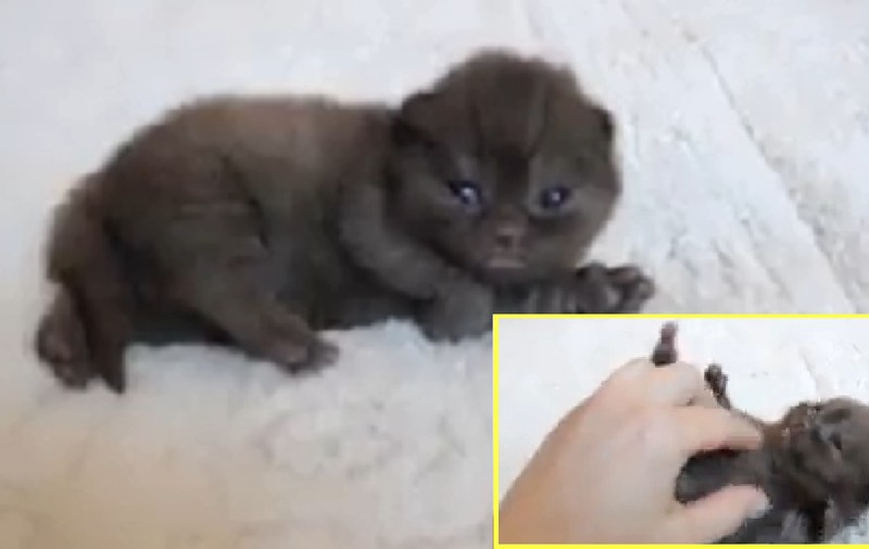 CEL MAI DULCE PUI DE PISICĂ! Nu se mai satură de mângâiat şi e viral pe internet | VIDEO DEMENŢIAL
