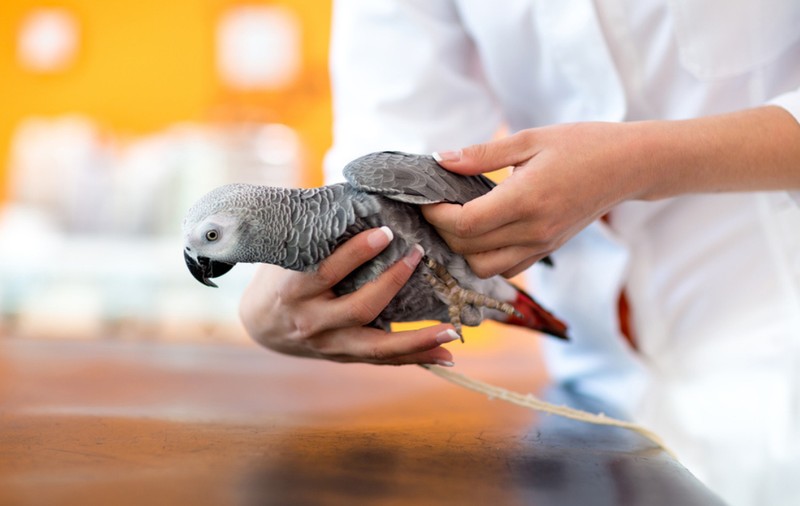 Afecțiunile frecvente la animalele exotice și importanța evaluării medicale