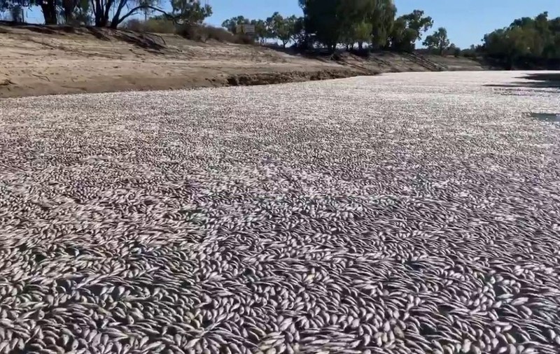 Milioane de pești au murit într-un râu din Australia. Care este cauza