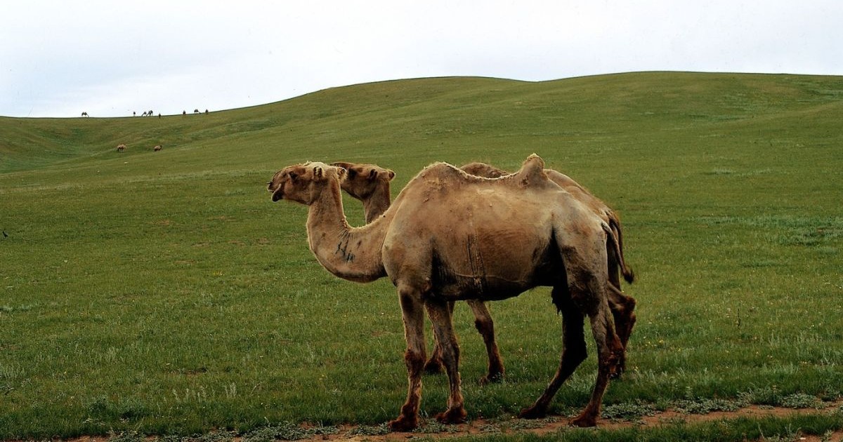 Două cămile bactriene din Mongolia, iulie 2003