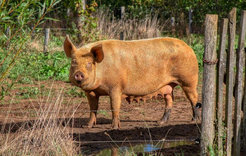 O familie de fermieri ascundea o plantație de canabis sub ferma de porci: „Au încercat să scape repede de datorii”