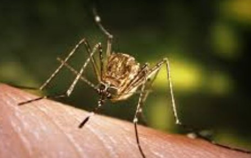 Alte două cazuri de infectare cu virusul West Nile, confirmate în București și Giurgiu