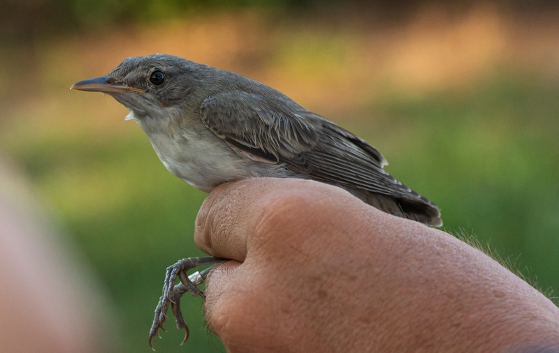 Specialiștii rezervației „Dunele Marine de la Agigea” au identificat o nouă specie de pasăre pe teritoriul României