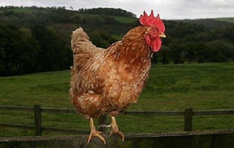 O găină britanică s-a transformat în cocoş