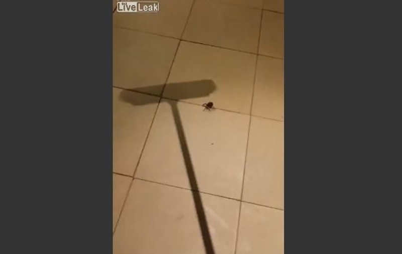 A vrut să omoare un PĂIANJEN, dar ce s-a întâmplat l-a lăsat MASCĂ! 