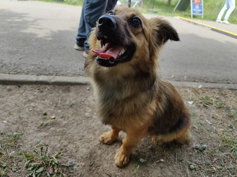 Cățel pentru adopție, la târgul din Parcul Izvor