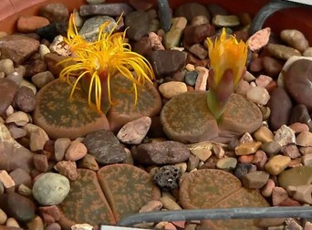 FOTO: Stan Shebs on Wikimedia Commons&nbsp;