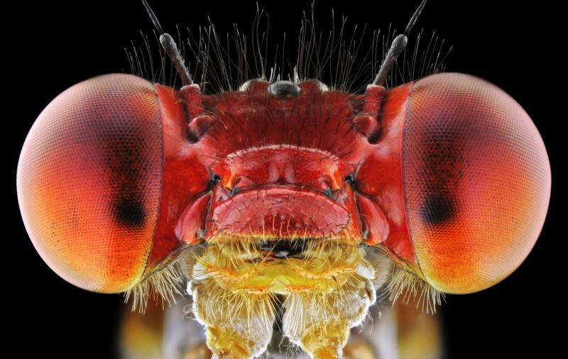 Ai crede că sunt roboți! NU, sunt doar insecte! | FOTO