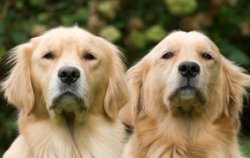 Clonarea animalelor de companie devine realitate cu ajutorul unui laborator din Spania. Cât costă un duplicat al patrupedului tău 