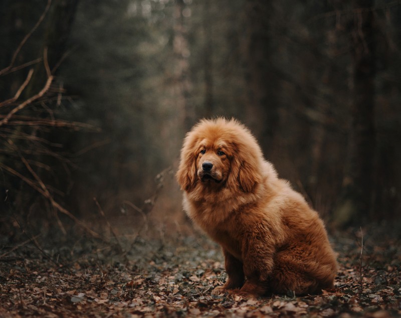 Mastiff Tibetan - ce caracteristici are și cum se dresează unul dintre cei mai puternici câini