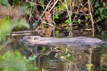 30 January 2020, United Kingdom, Somerset: One of an adult pair of Eurasian beavers after being released on the National Trust Holnicote Estate on Exmoor in Somerset. Beavers can play a role in tackling flooding, a new assessment from the Environment Agency on how nature can help address floods has said. Photo: Ben Birchall/PA Wire/dpa