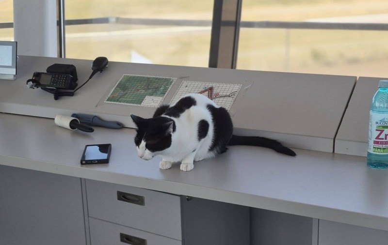 Turnul de control de la Aeroportul Tuzla a devenit viral pe internet datorită mai multor pisici care „supraveghează” traficul aerian alături de angajați. Foto: Facebook / PeDrumuri