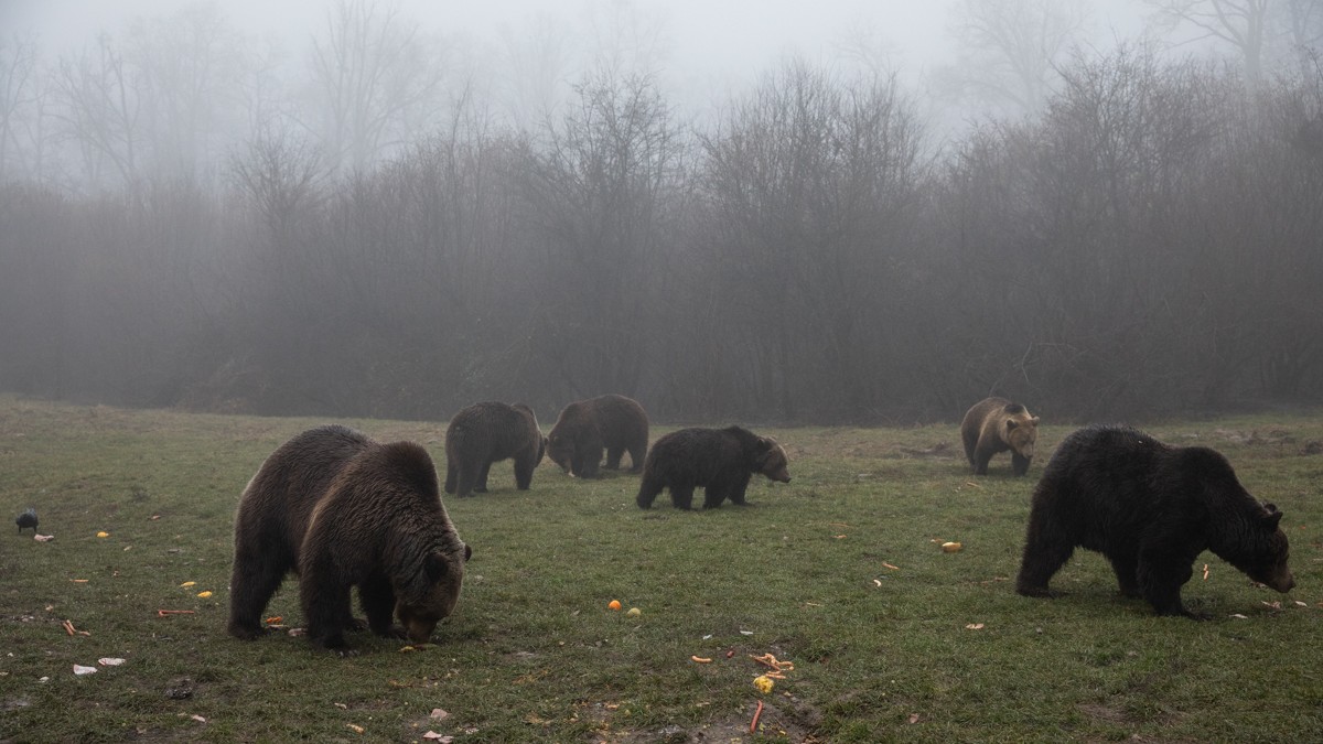 Urșii din sanctuarul Libearty din Zărnești au la dispoziție aproape 70 de hectare de pădure