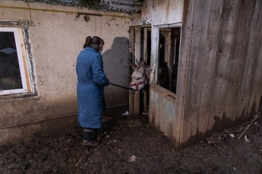 Măgăriţa Enea se adăpostea în şopron