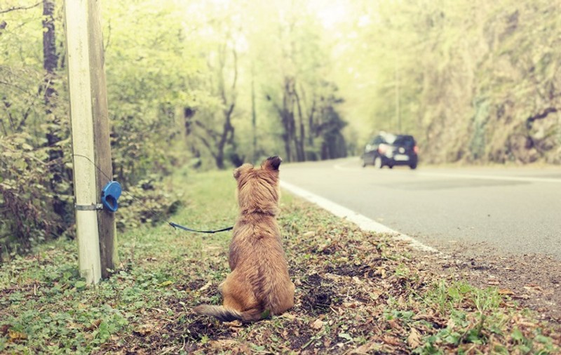 Ce amendă riscă românii care își abandonează animalele de companie