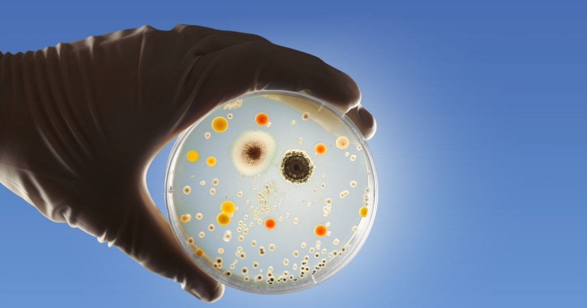 Bacteria Listeria, într-un suport ținut într-o mână de un cercetător care poartă o mănușă, pe fundal albastru