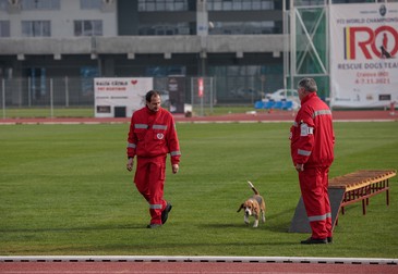 Câinii din rasa beagle nu prea sunt întâlniți în misiunile de căutare-salvare ori în competițiile de profil. Nera este excepția de la regulă